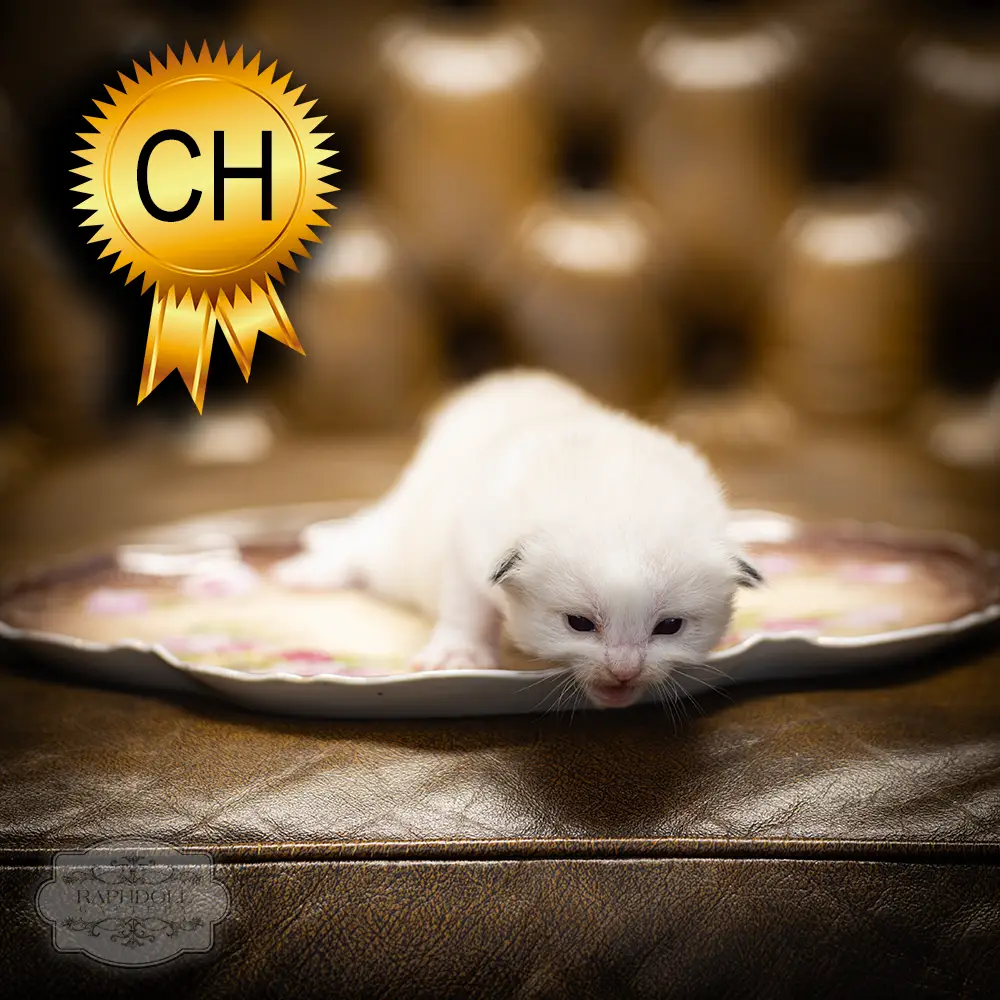 ragdoll-kitten-sale-ZCAA