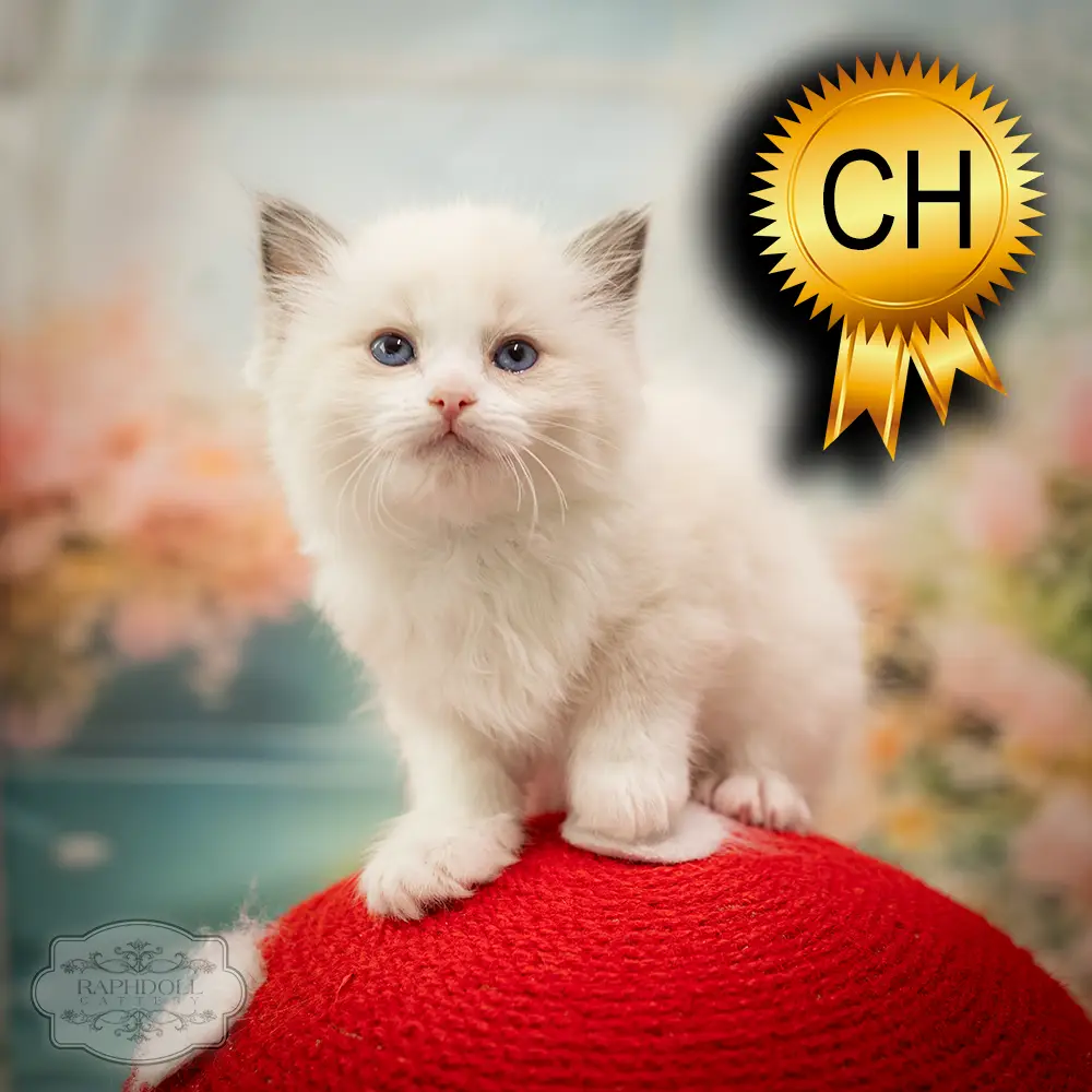ragdoll-kitten-sale-ZCAB