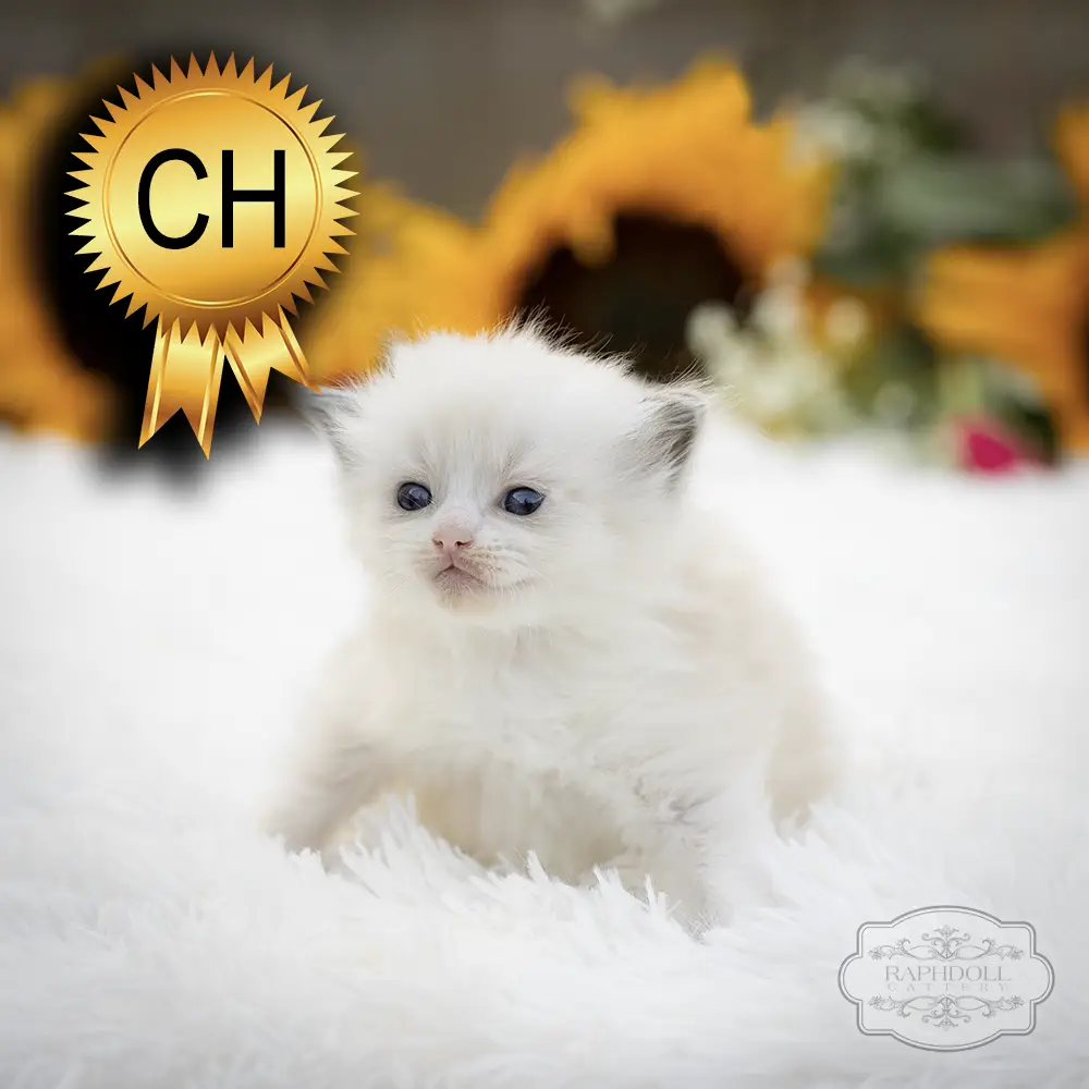 ragdoll kittens sale ZCAB ragdoll-kitten-sale-ZCAB-c