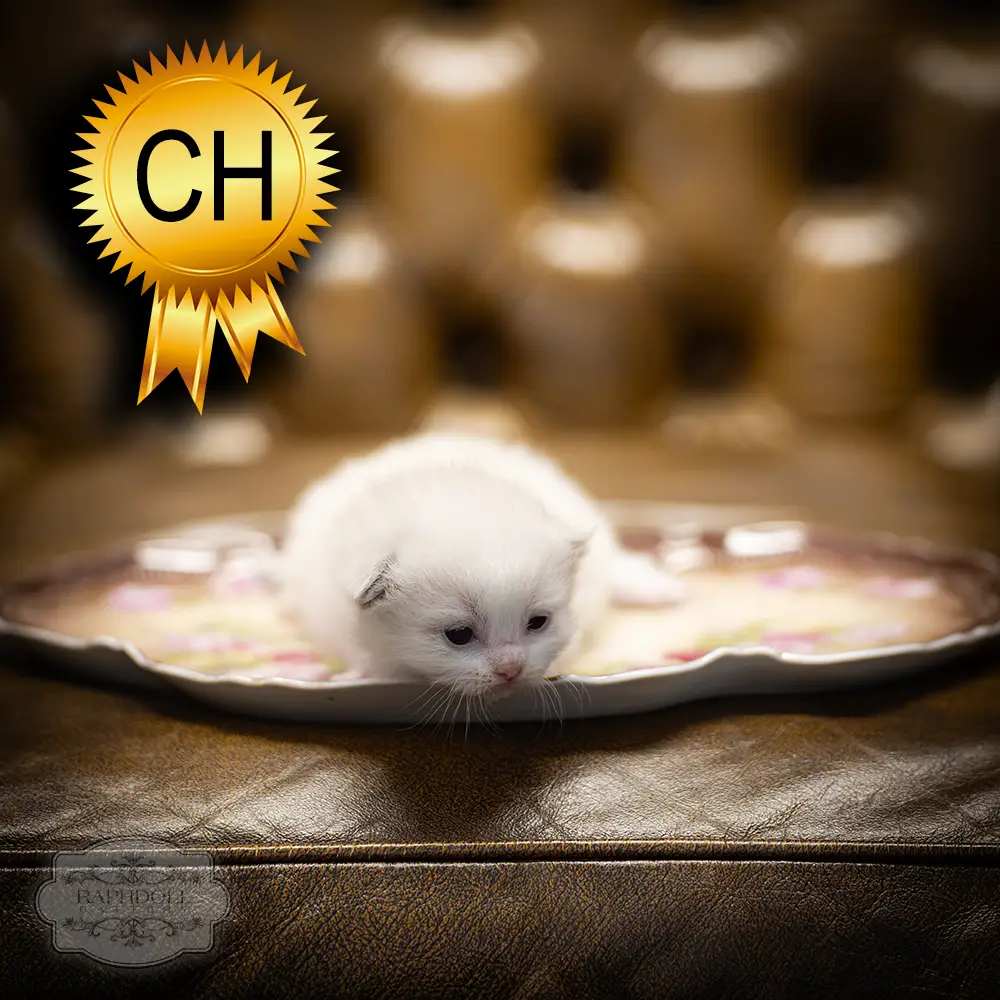 ragdoll-kitten-sale-ZCAB