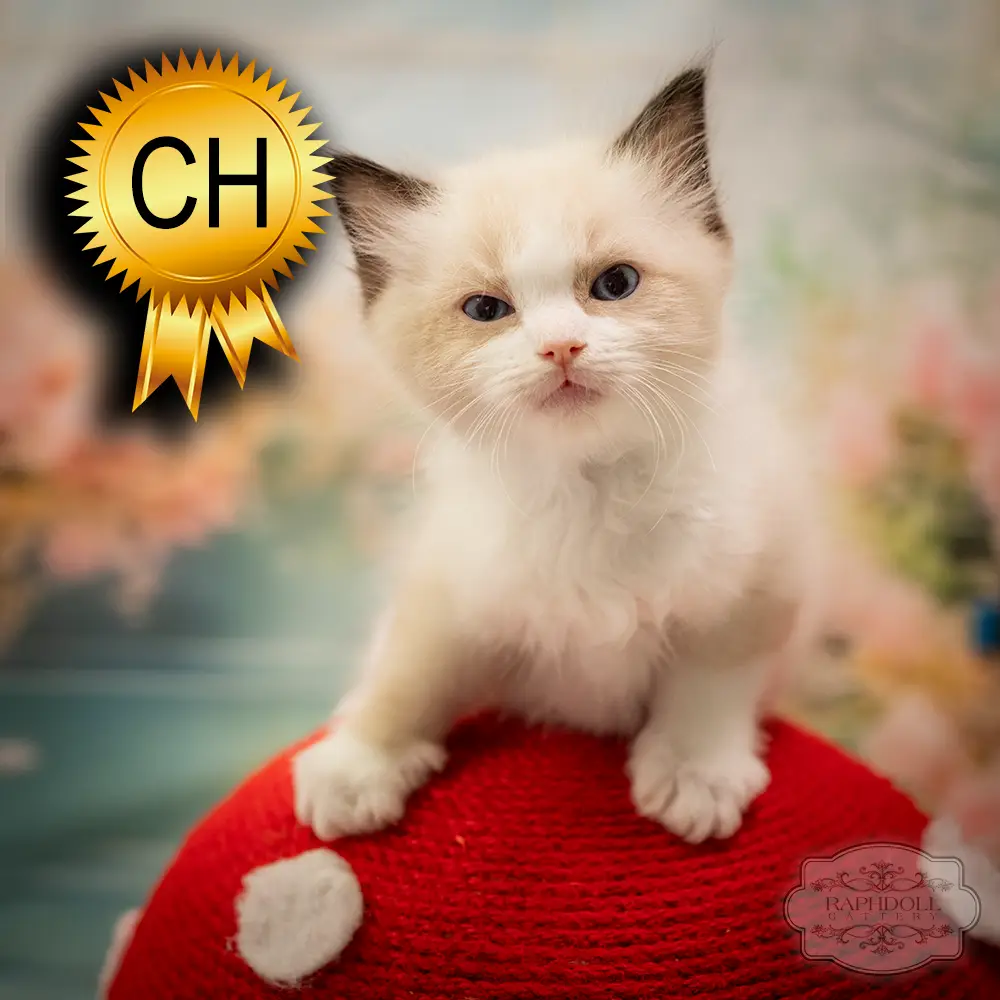 ragdoll-kitten-sale-ZCAC