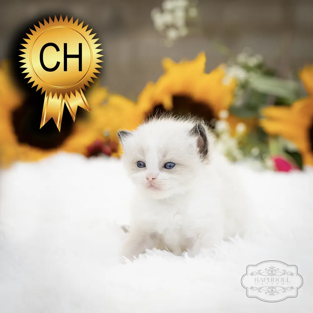 ragdoll kittens sale ZCAC ragdoll-kitten-sale-ZCAC1