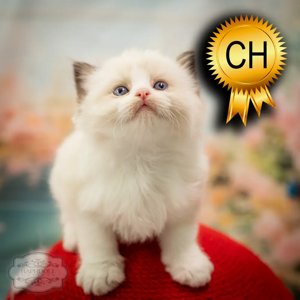 ragdoll-kitten-sale-ZCAD