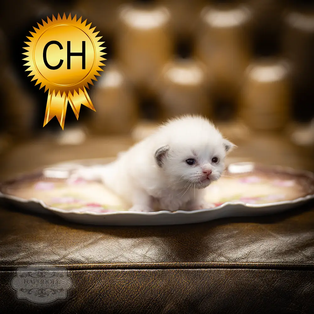 ragdoll-kitten-sale-ZCAD