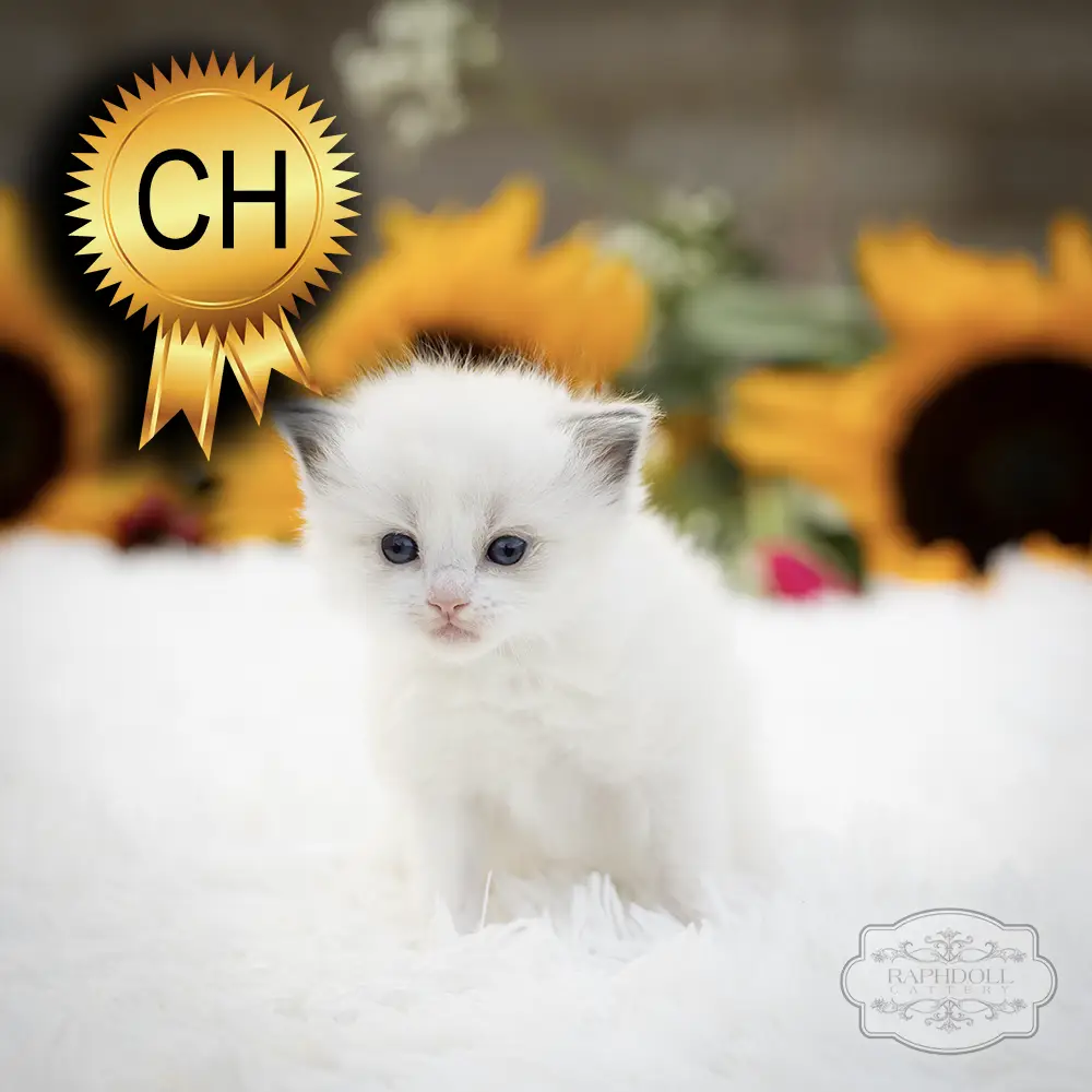 ragdoll kittens sale ZCAD ragdoll-kitten-sale-ZCAD1