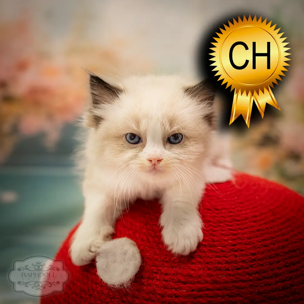 ragdoll-kitten-sale-ZCAE