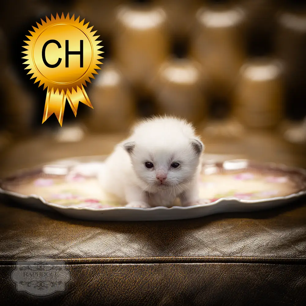 ragdoll-kitten-sale-ZCAE