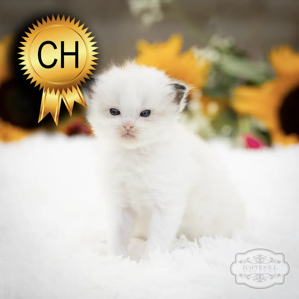 ragdoll kittens sale ZCAE ragdoll-kitten-sale-ZCAE1