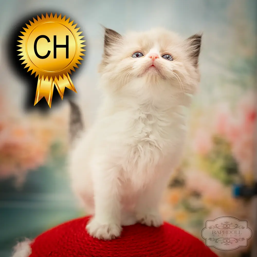 ragdoll-kitten-sale-ZCAF