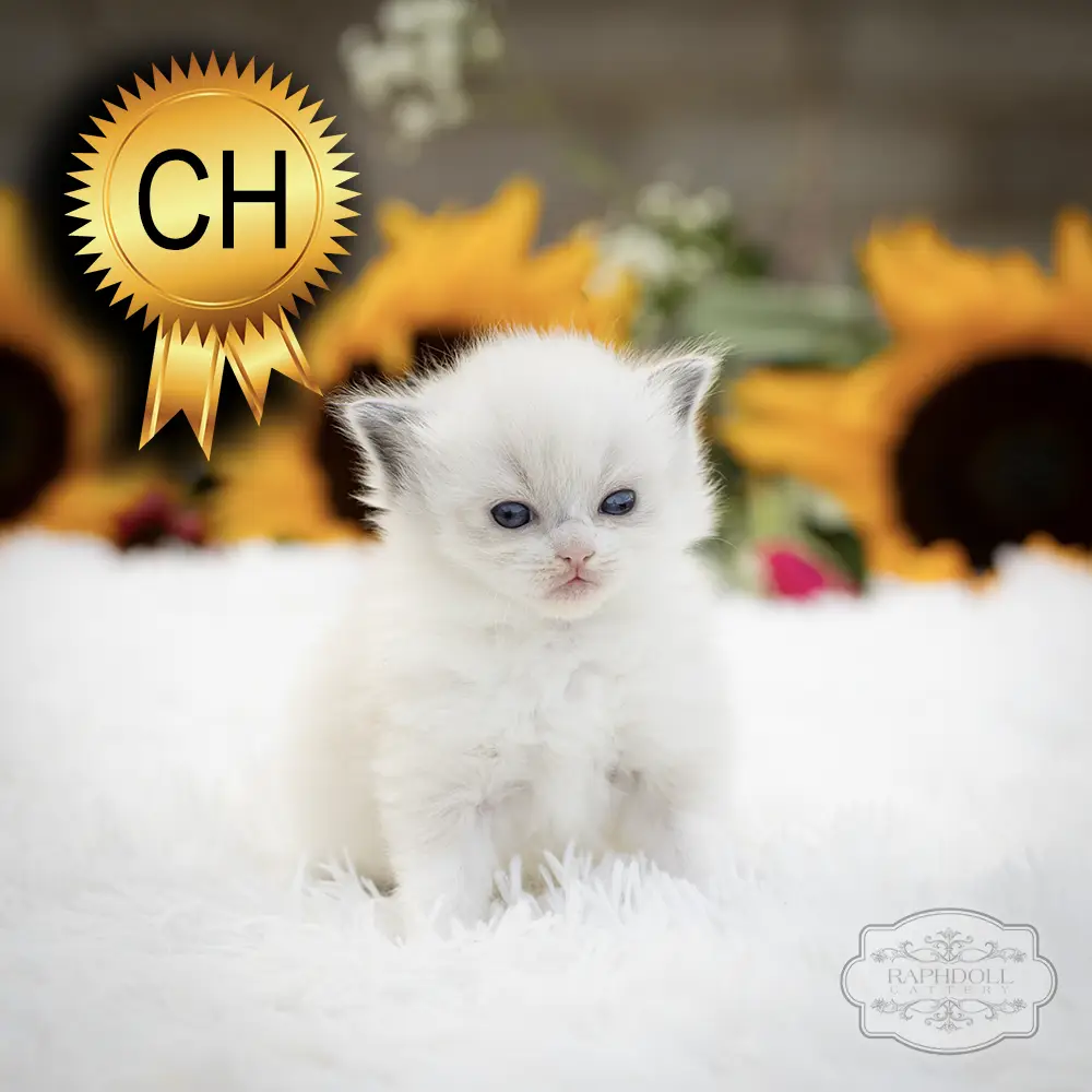 ragdoll kittens sale ZCAF ragdoll-kitten-sale-ZCAF1