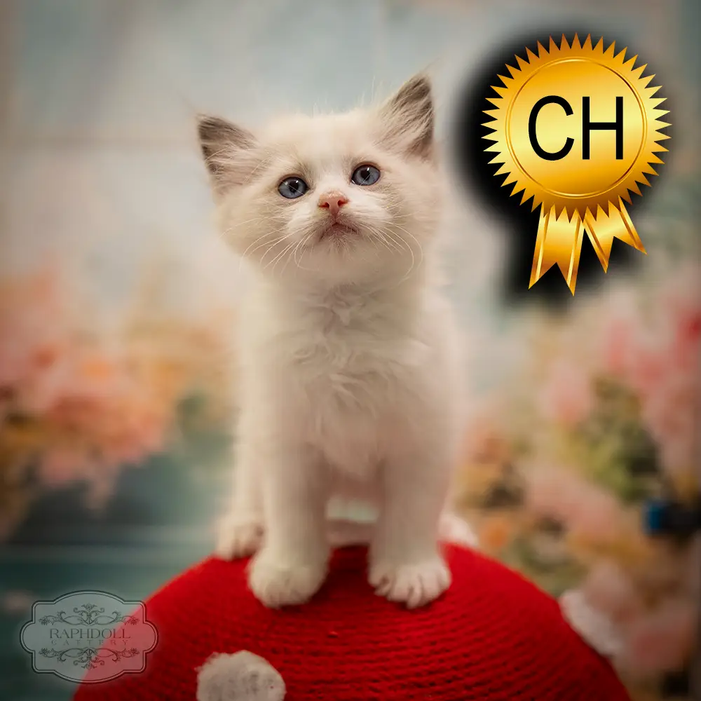 ragdoll-kitten-sale-ZCAG