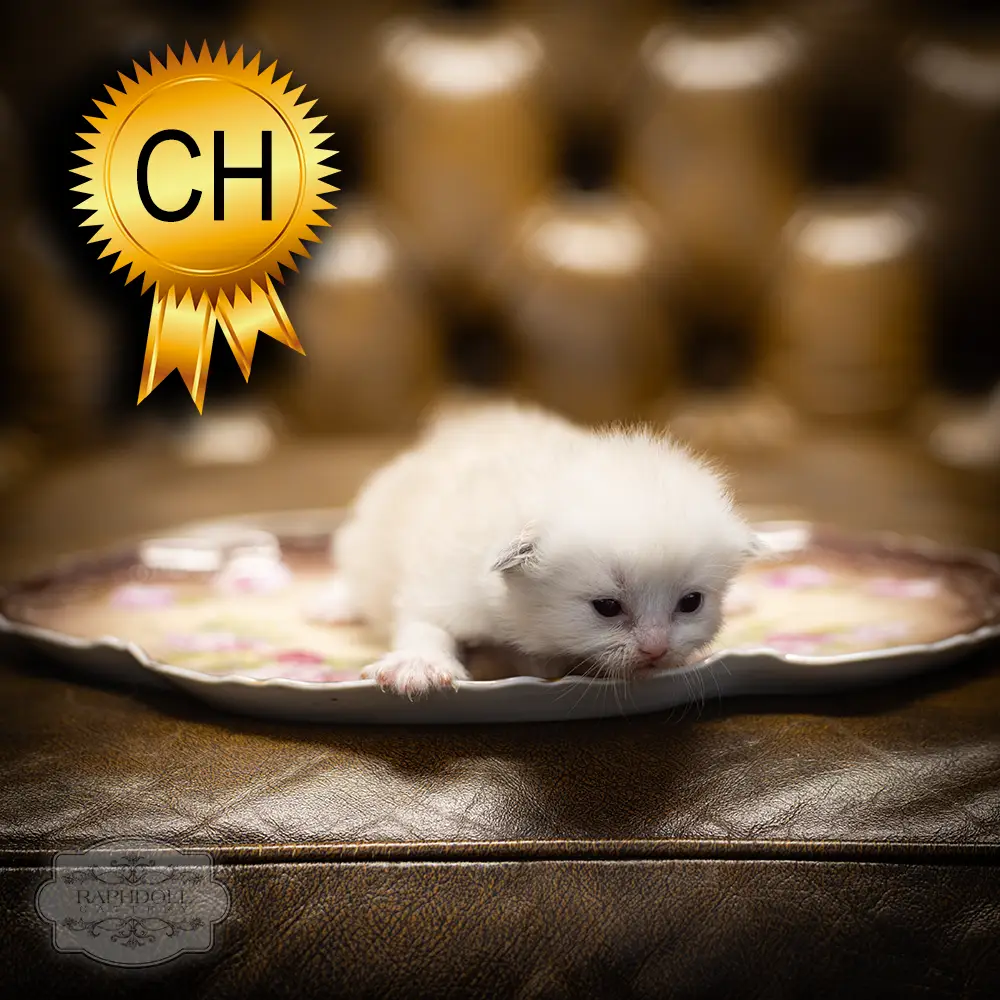 ragdoll-kitten-sale-ZCAG