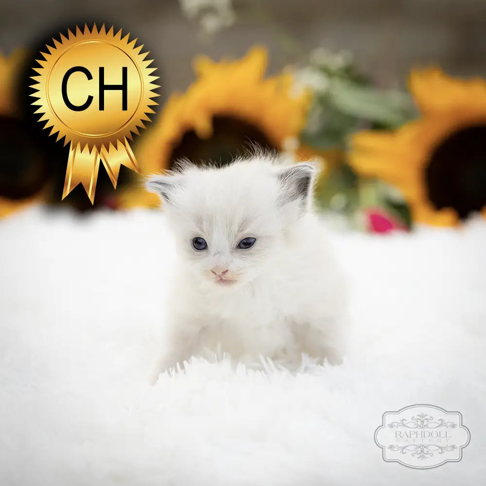 ragdoll kittens sale ZCAG ragdoll-kitten-sale-ZCAG1