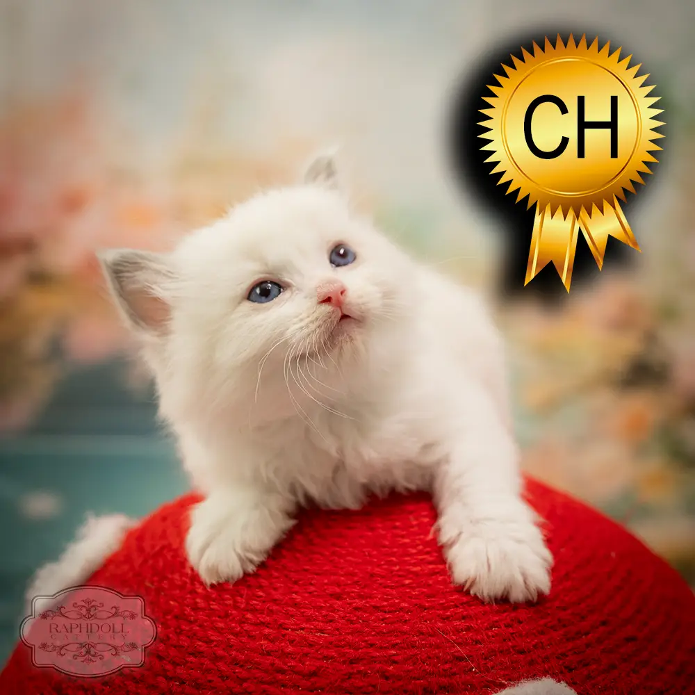 ragdoll-kitten-sale-ZCAH
