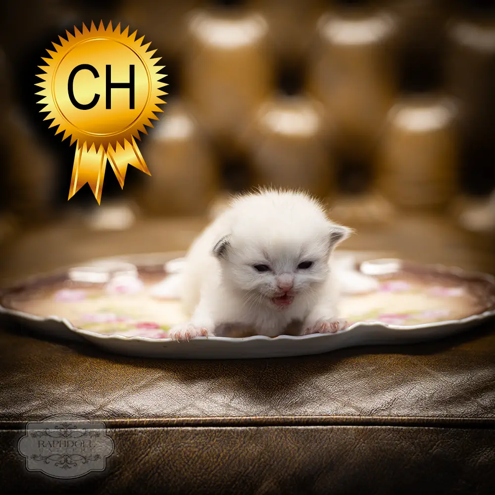 ragdoll-kitten-sale-ZCAH
