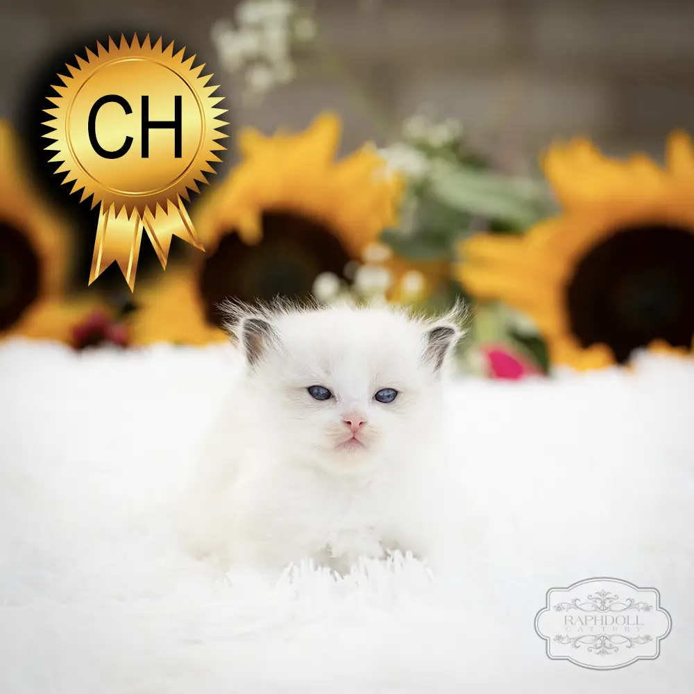 ragdoll kittens sale ZCAH ragdoll-kitten-sale-ZCAH1