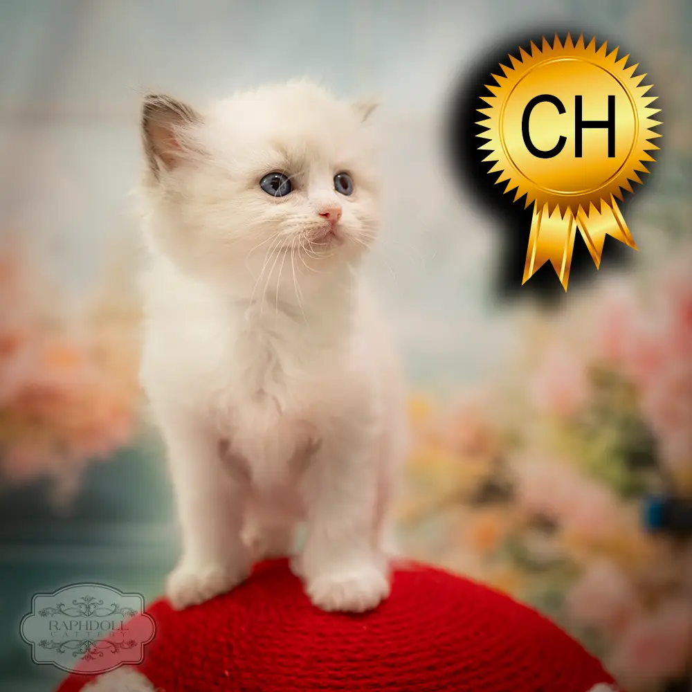 ragdoll-kitten-sale-ZCAI