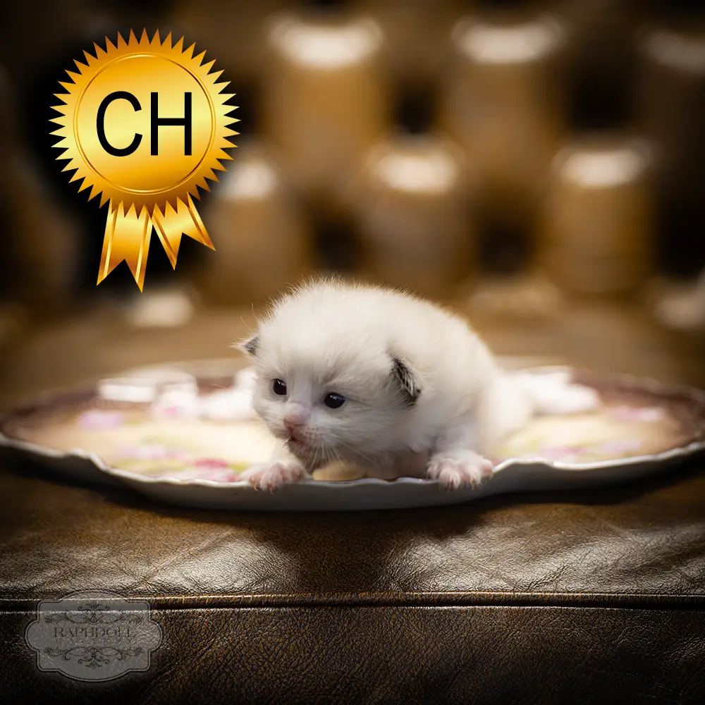 ragdoll-kitten-sale-ZCAI
