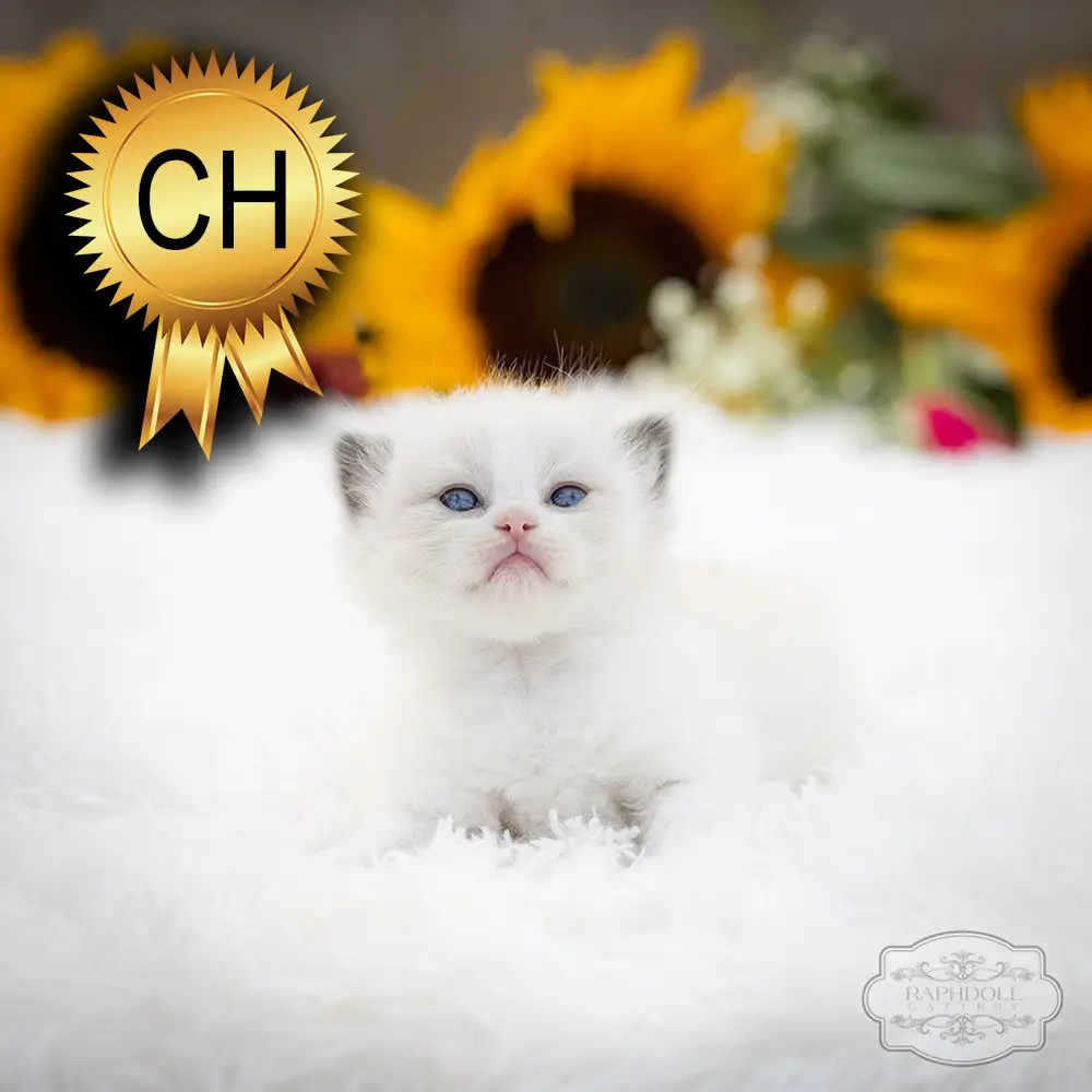 ragdoll kittens sale ZCAI ragdoll-kitten-sale-ZCAI1
