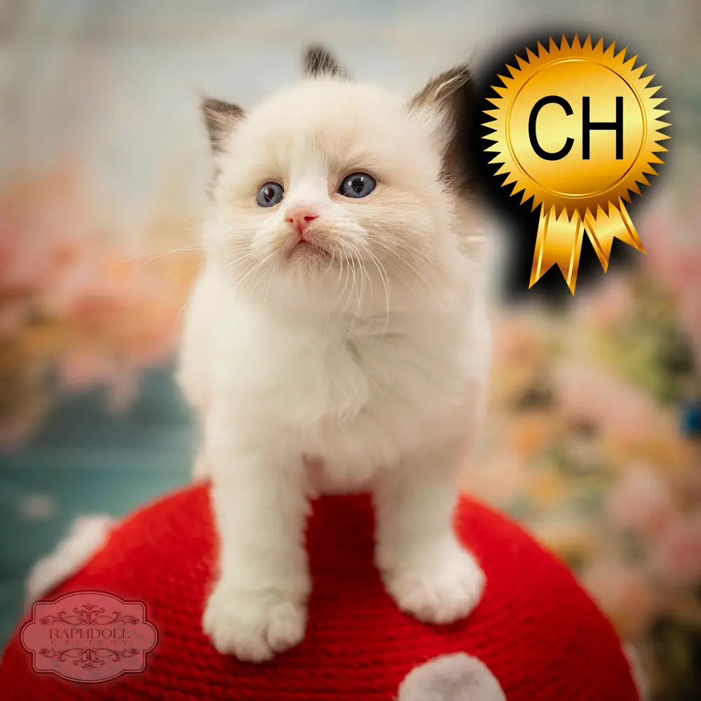 ragdoll-kitten-sale-ZCAJ