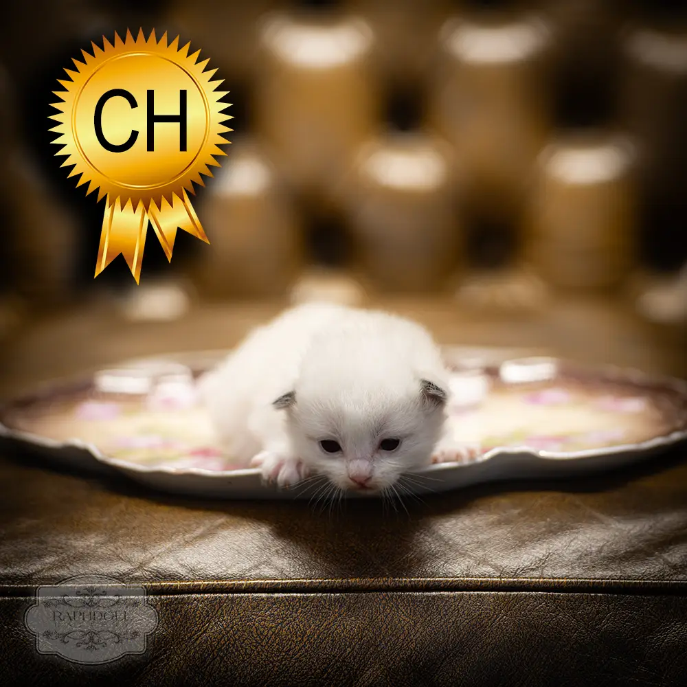 ragdoll-kitten-sale-ZCAJ