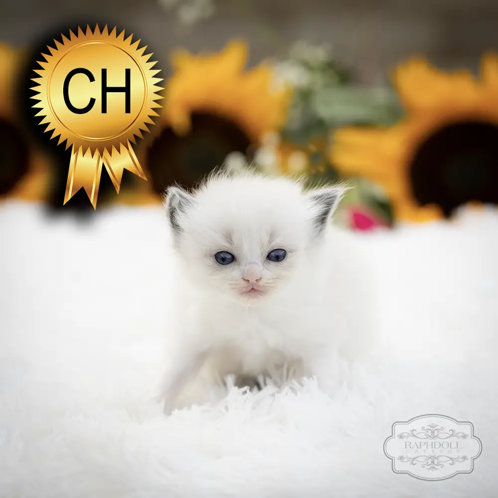 ragdoll kittens sale ZCAJ ragdoll-kitten-sale-ZCAJ1