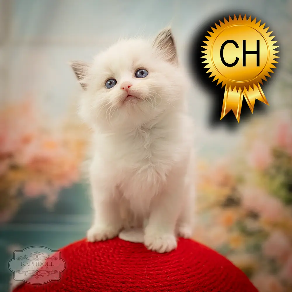 ragdoll-kitten-sale-ZCAK