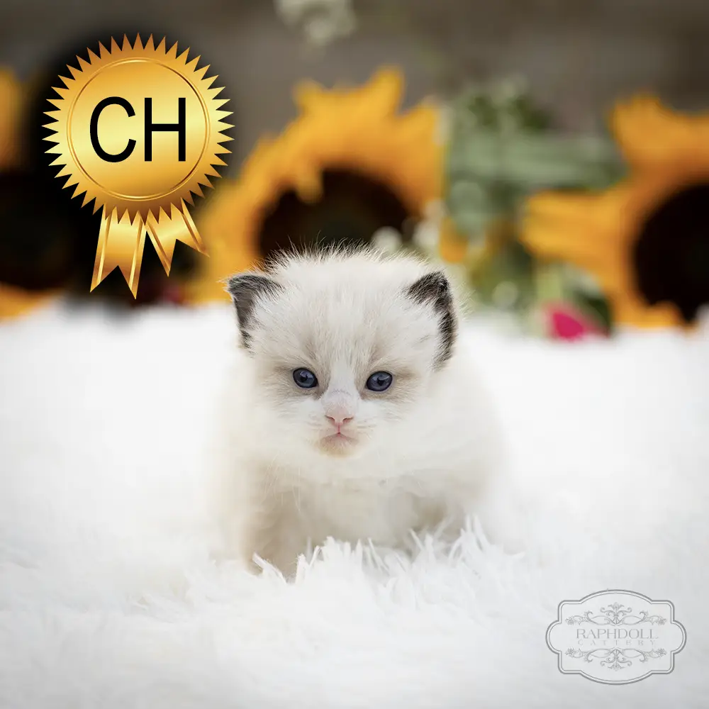 ragdoll kittens sale ZCAK ragdoll-kitten-sale-ZCAK1