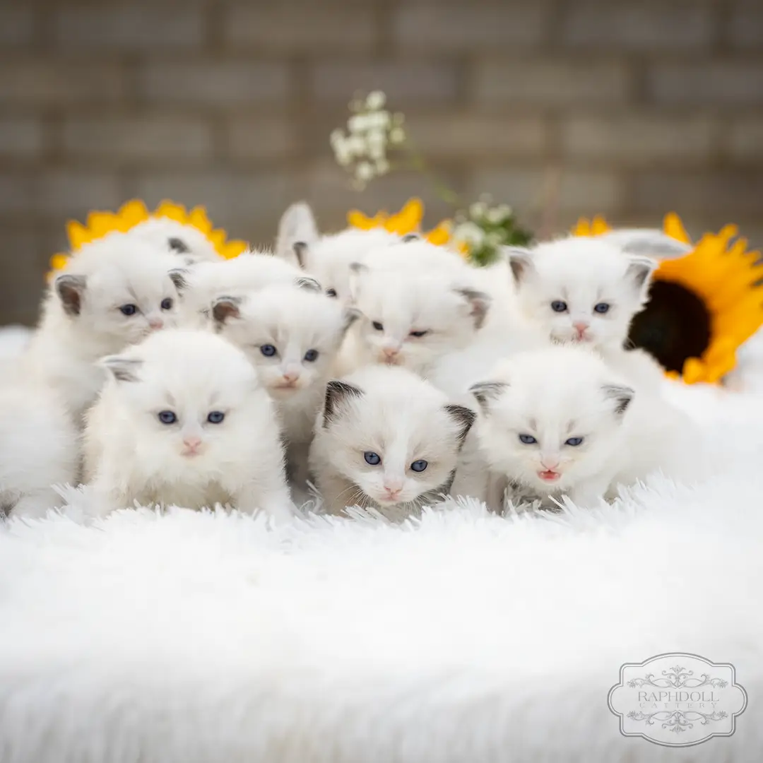 ragdoll kittens sale ZCAX ragdoll-kittens-sale-ZCAX