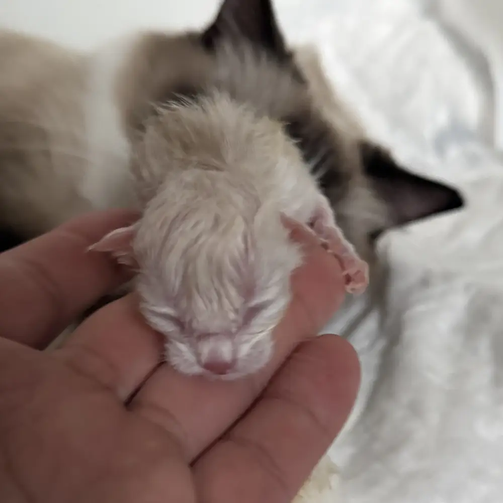 ragdoll kittens sale ragdoll-kittens-sale-champions-ZCAX1