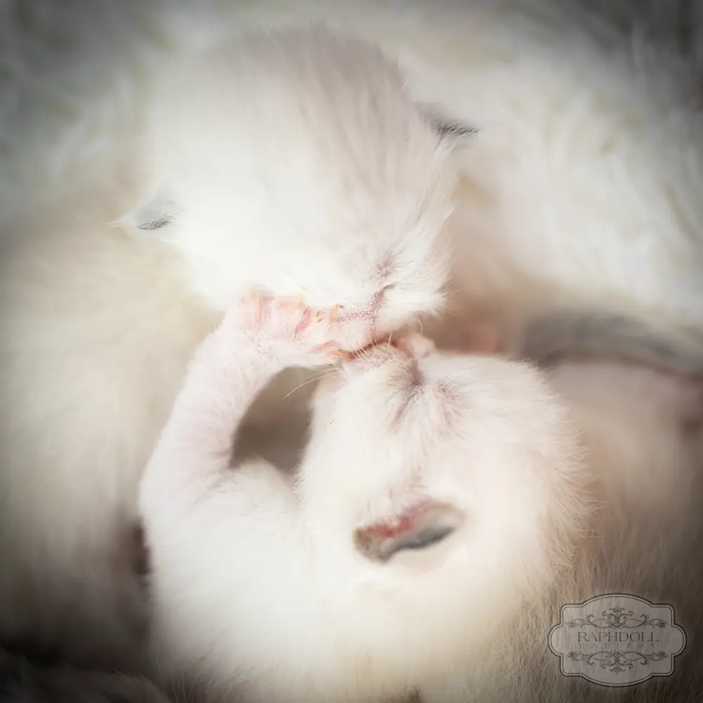 ragdoll kittens for sale ragdoll-kittens-sale1