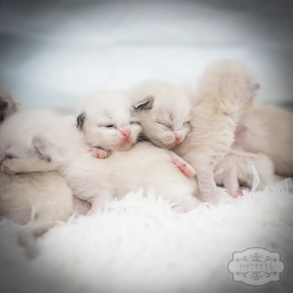 ragdoll kittens sale ragdoll-kittens-sale2