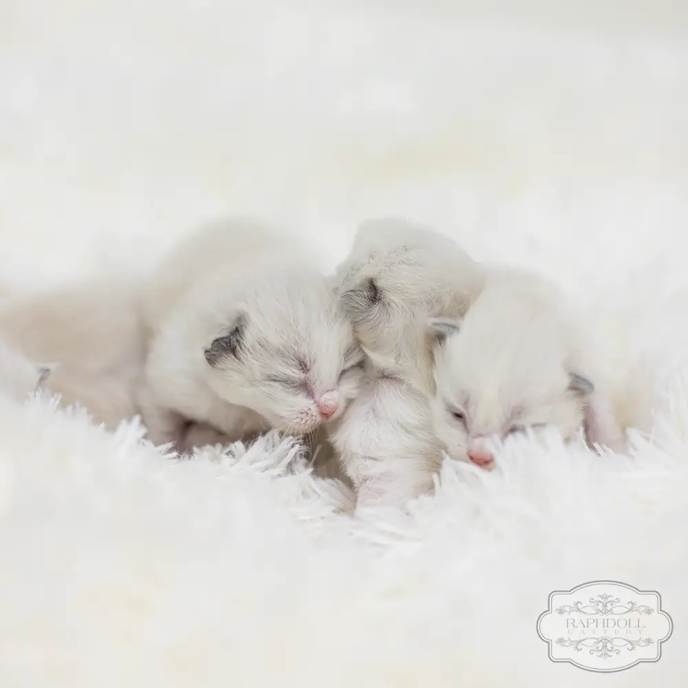 ragdoll kittens sale ragdoll-kittens-sale4