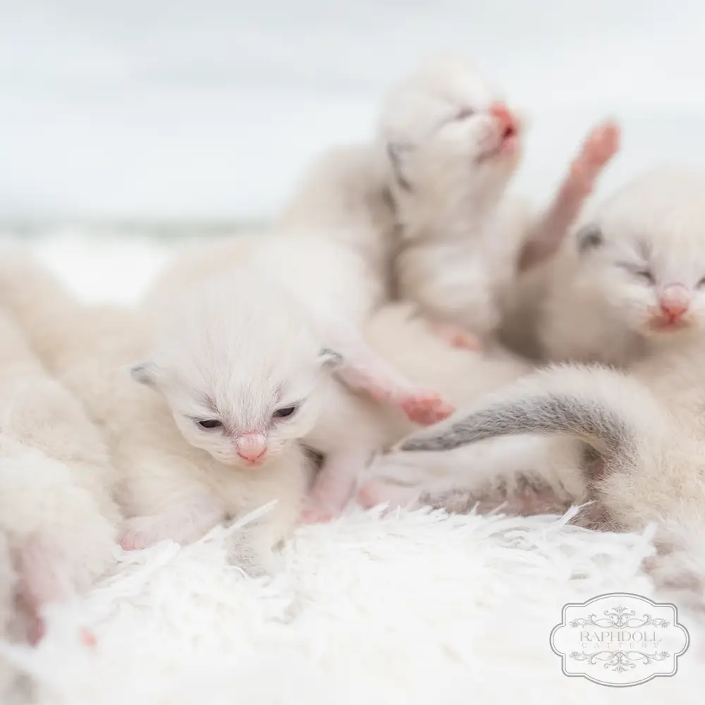 ragdoll kittens sale ragdoll-kittens-sale6