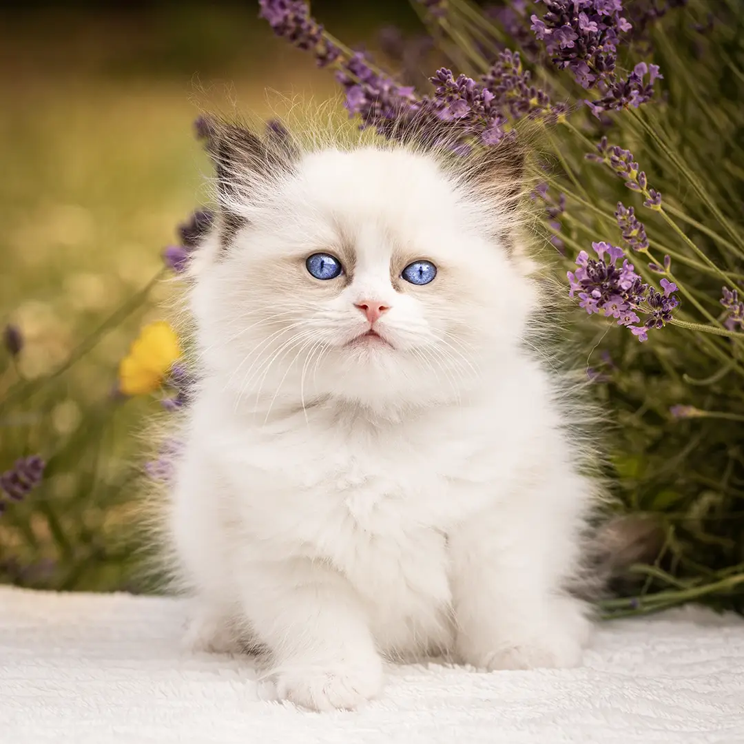 Ragdoll kittens sale london ragdoll-kitten-for-sale-london