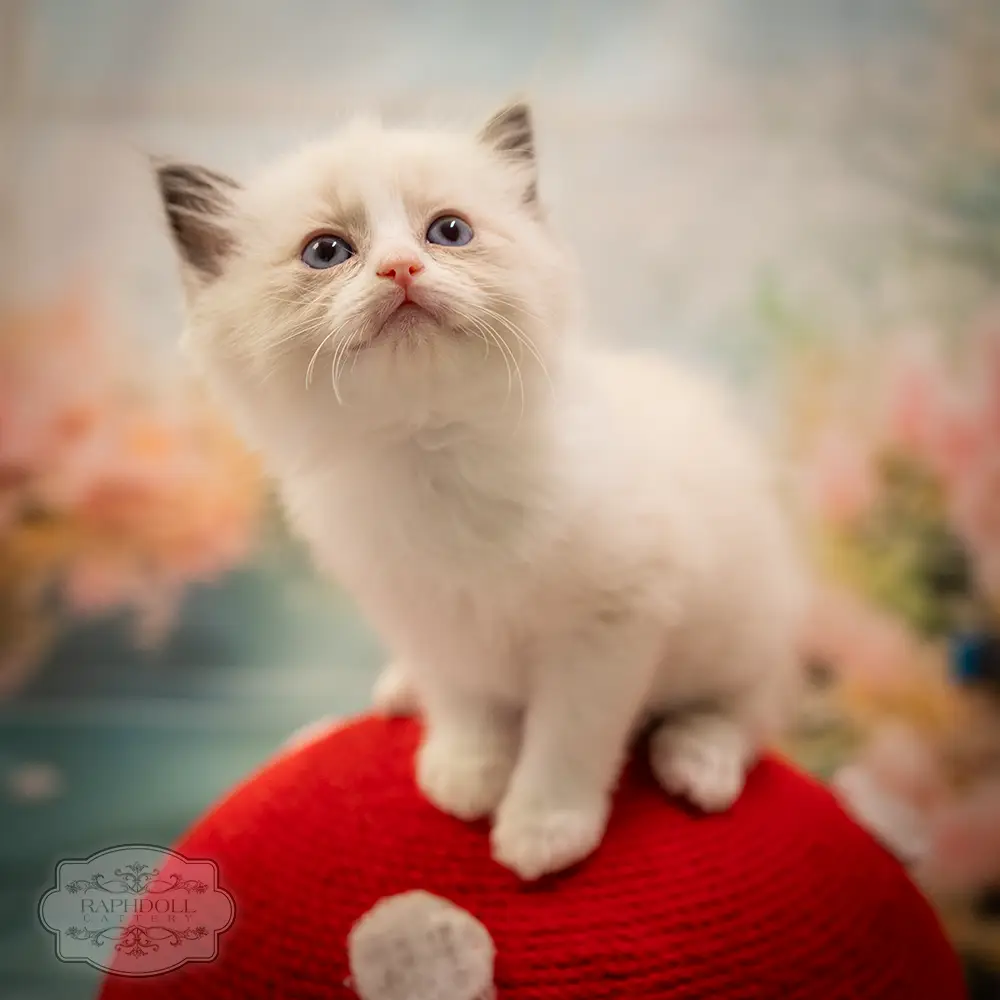 ragdoll kittens sale ragdoll-kitten-sale-LSEA