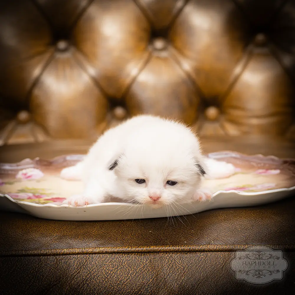 ragdoll kittens sale ragdoll-kitten-sale-LSEA