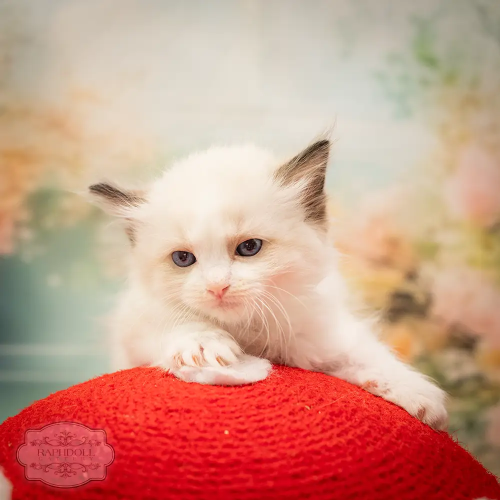 ragdoll kittens sale ragdoll-kitten-sale-LSEB