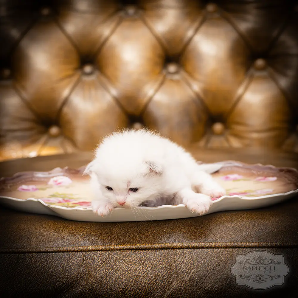 ragdoll kittens sale ragdoll-kitten-sale-LSEB