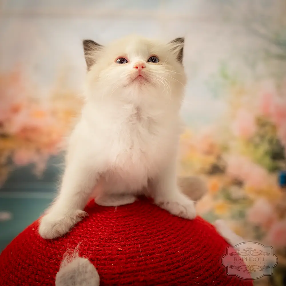 ragdoll kittens sale ragdoll-kitten-sale-LSEC