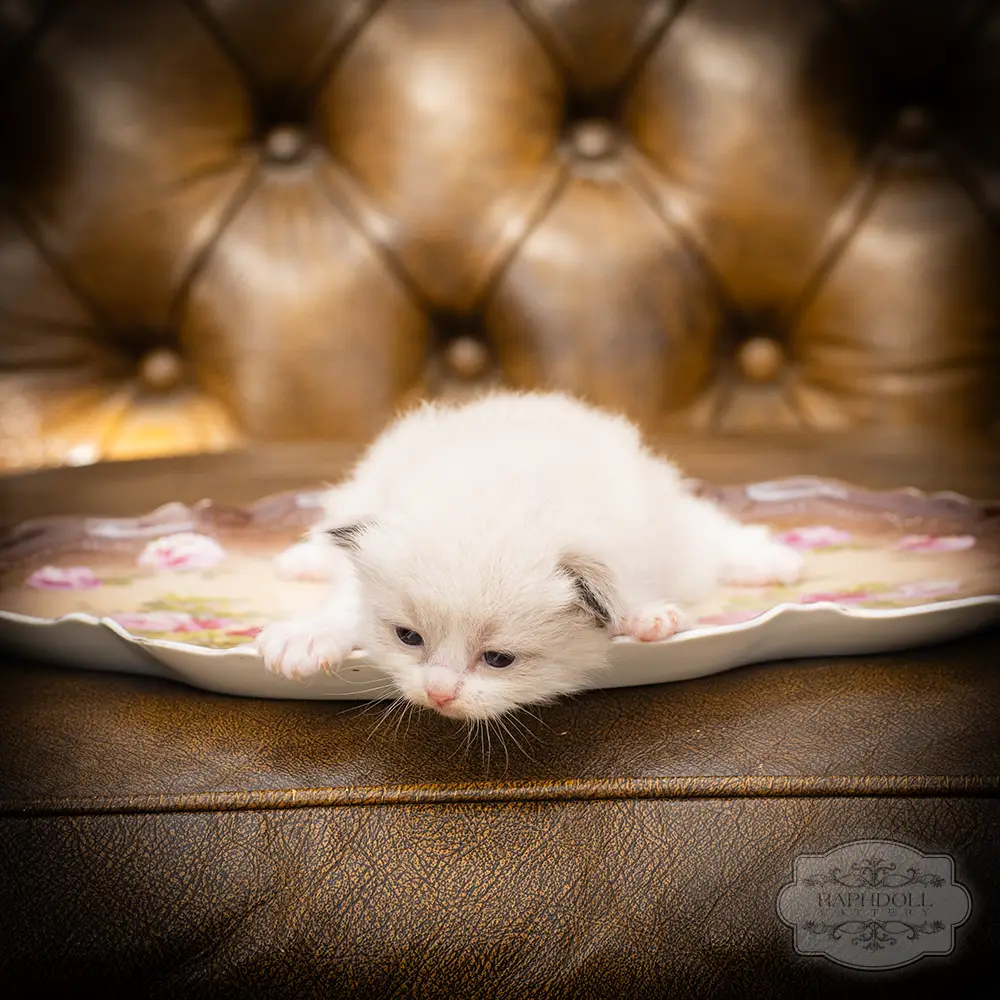 ragdoll kittens sale ragdoll-kitten-sale-LSEC