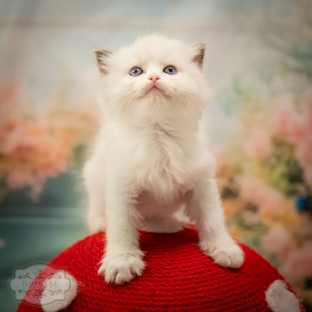 ragdoll kittens sale ragdoll-kitten-sale-LSED