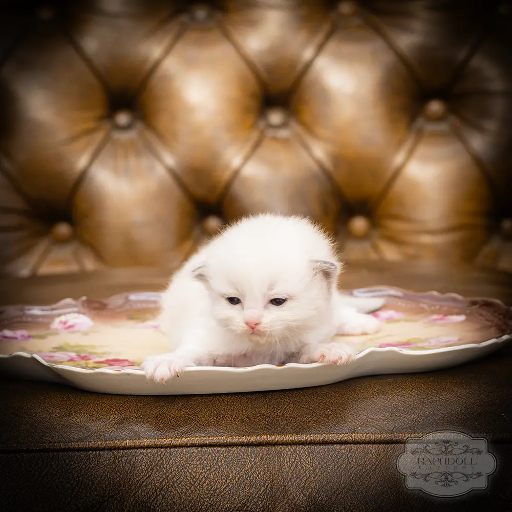 ragdoll kittens sale ragdoll-kitten-sale-LSED