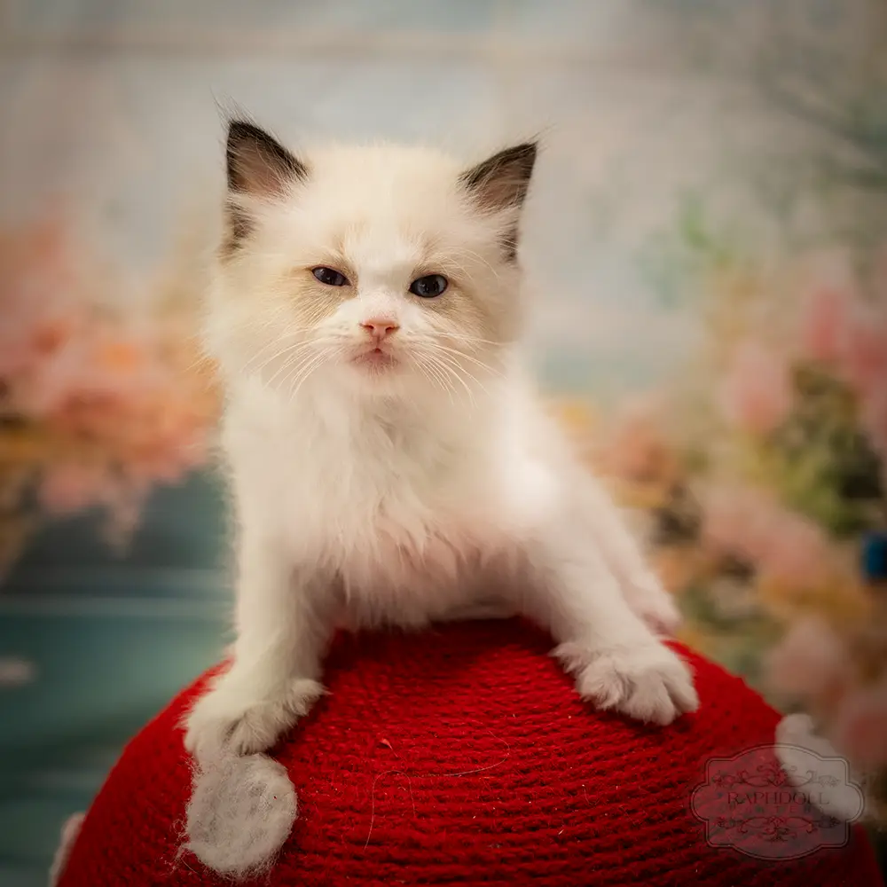 ragdoll kittens sale ragdoll-kitten-sale-LSEE