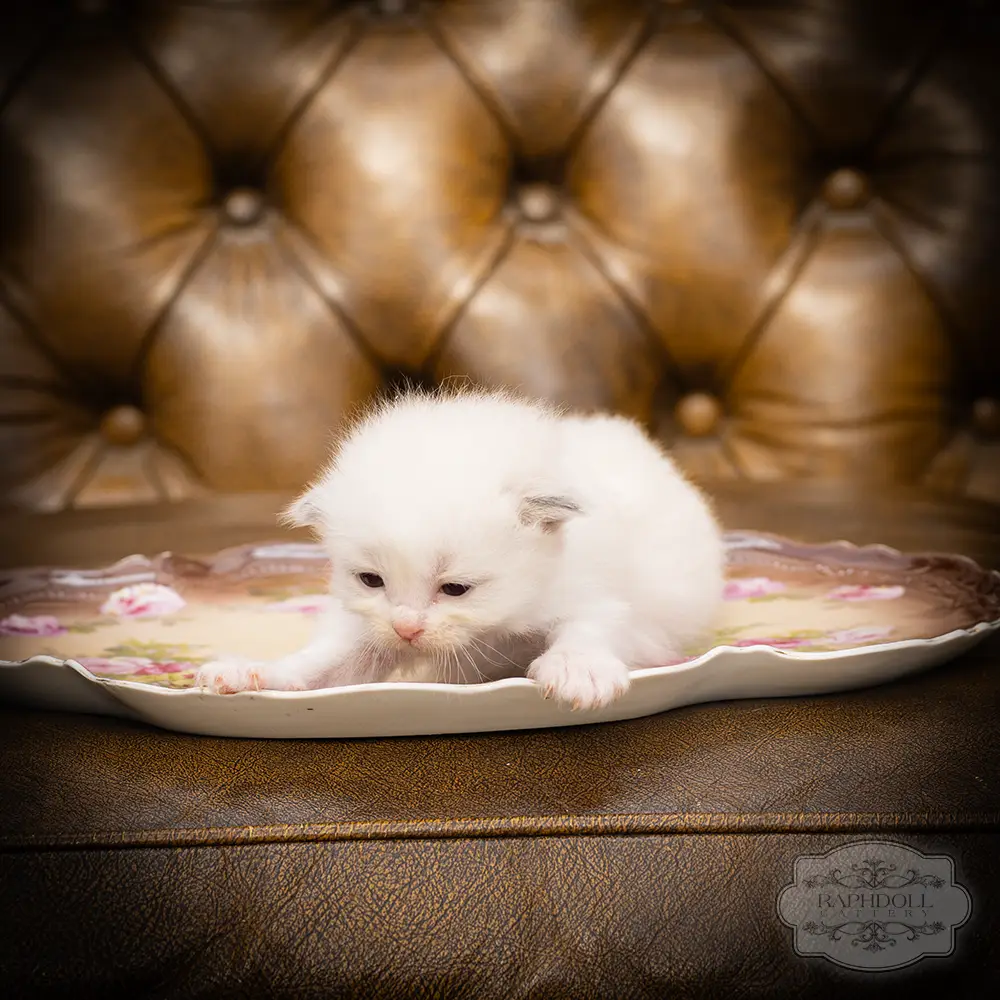 ragdoll kittens sale ragdoll-kitten-sale-LSEE