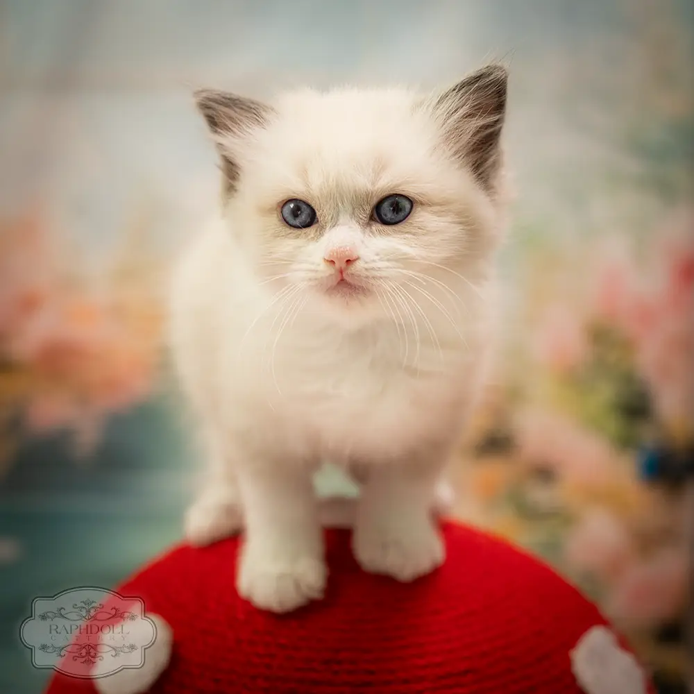 ragdoll kittens sale ragdoll-kitten-sale-LSEF