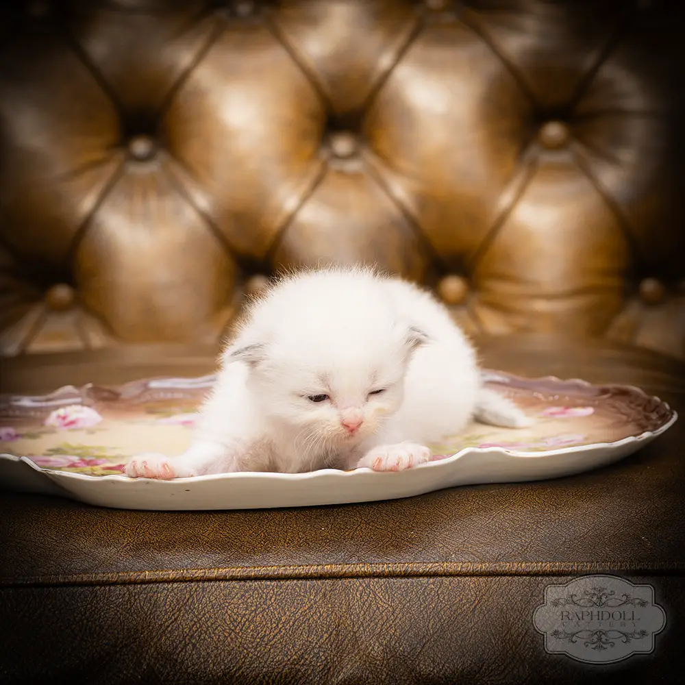 ragdoll kittens sale ragdoll-kitten-sale-LSEF