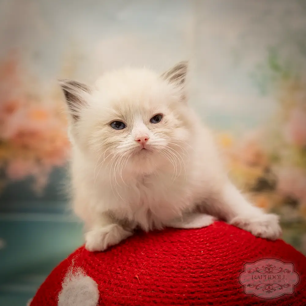 ragdoll kittens sale ragdoll-kitten-sale-LSEG