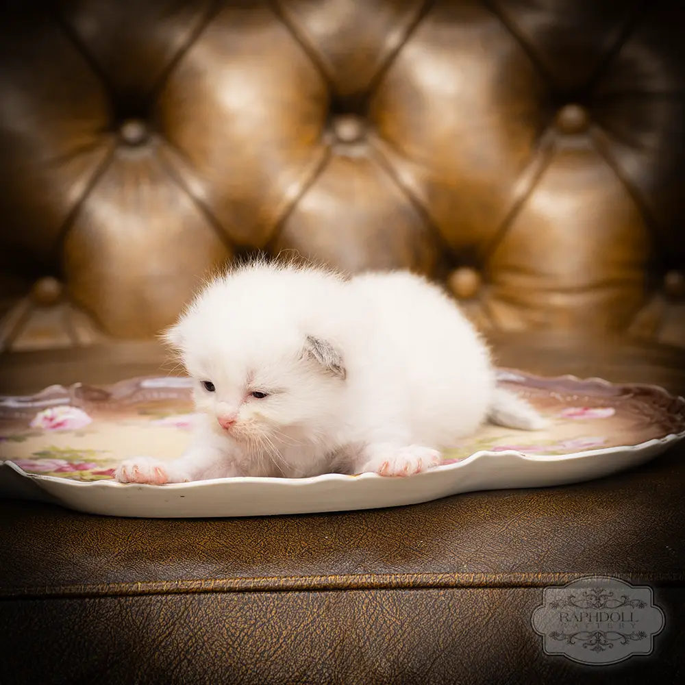 ragdoll kittens sale ragdoll-kitten-sale-LSEG