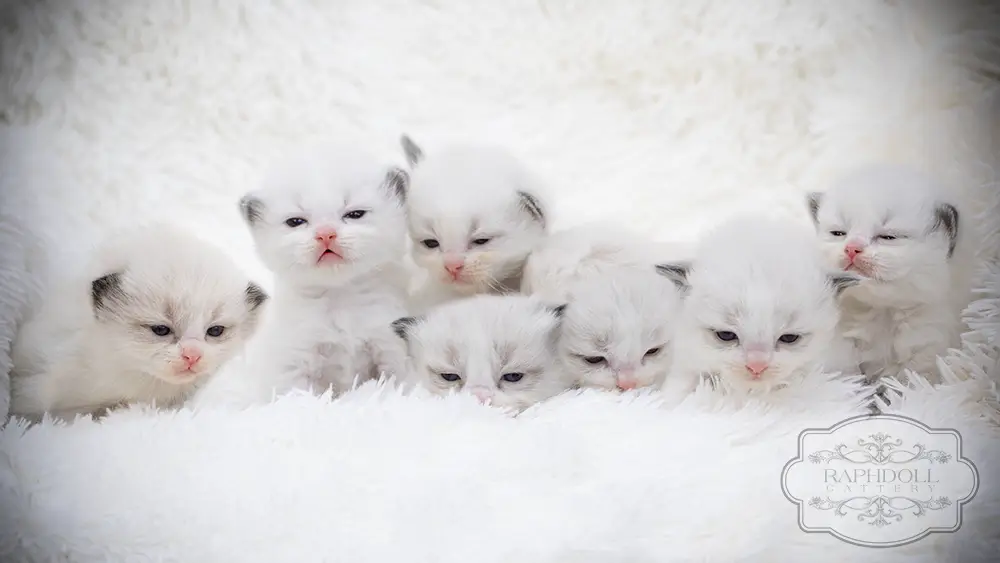 ragdoll kittens sale ragdoll-kittens-sale-LSEX